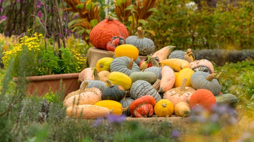 A colourful winter squash display in the Kitchen Garden with plants in the foreground at Ham House and Garden London